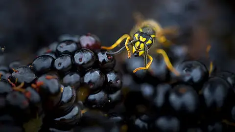 Avispero ocupado en moras Avispero ocupado en moras