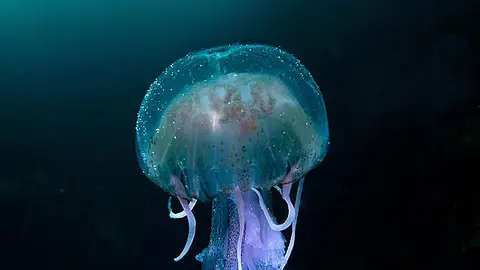 Una medusa en suspensión Una medusa en suspensión
