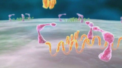 Una vacuna espa&ntilde;ola contra el SIDA funciona en el 90% de los casos