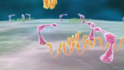 Una vacuna española contra el SIDA funciona en el 90% de los casos Una vacuna española contra el SIDA funciona en el 90% de los casos