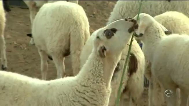 ¿Por qué se trasquilan a las ovejas? ¿Por qué se trasquilan a las ovejas?