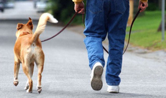 ¿Es siempre obligatoria la correa? ¿Es siempre obligatoria la correa?