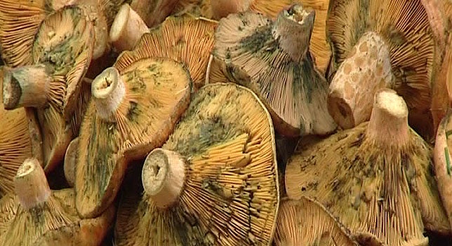 Naturaleza: ¿Por qué son importantes los hongos? Naturaleza: ¿Por qué son importantes los hongos?