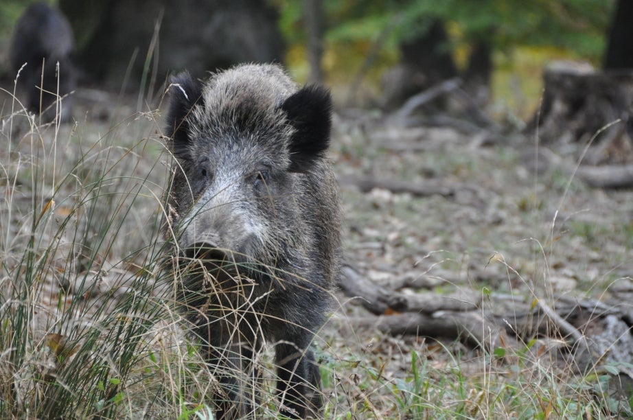 Blas Donis: "Estamos convencidos de que la fauna salvaje campa a sus anchas y está produciendo daños a nuestras explotaciones" Blas Donis: "Estamos convencidos de que la fauna salvaje campa a sus anchas y está produciendo daños a nuestras explotaciones"