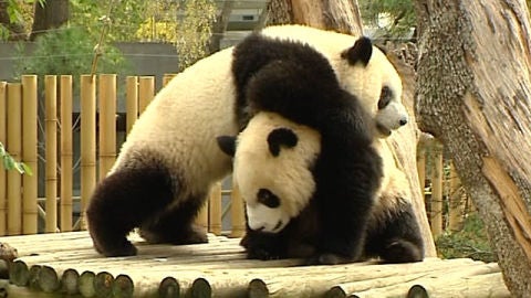 Los osos panda del Zoo de Madrid