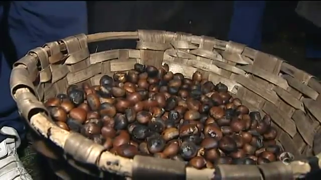 O SLG pide axudas para o sector da castaña O SLG pide axudas para o sector da castaña