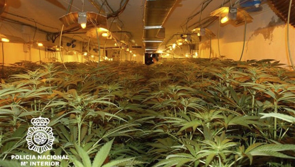 Fotografía facilitada por La Policía Nacional de los 1.800 ejemplares de marihuana