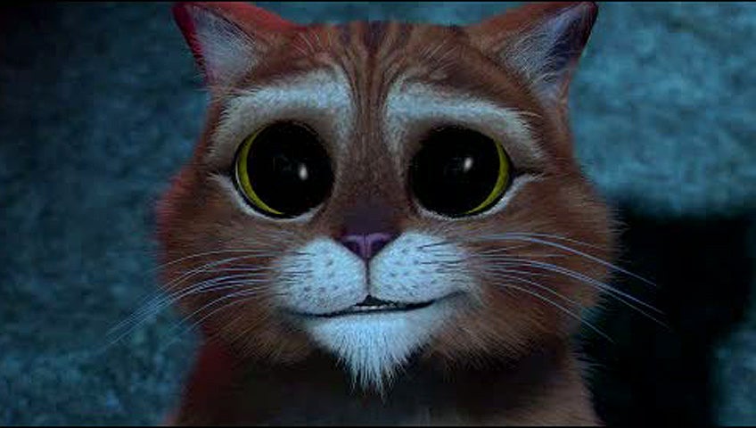 La introducción de un nuevo gato en el hogar La introducción de un nuevo gato en el hogar