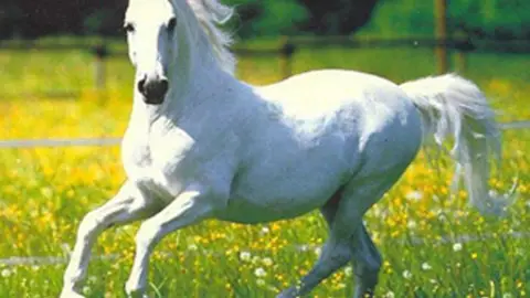 fósforos: ¿Te gusta montar a caballo? fósforos: ¿Te gusta montar a caballo?