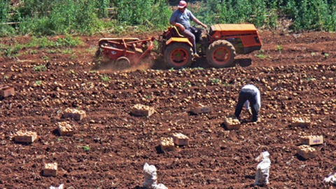 Trabajadores agr&iacute;colas.