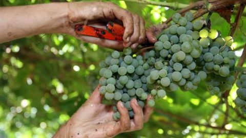 Denominaci&oacute;n Rias Baixas 1