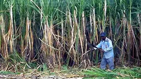Recogiendo caña de azúcar en Isla de la española Recogiendo caña de azúcar en Isla de la española