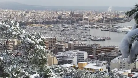 Nieve Palma Nieve Palma