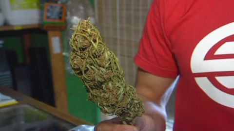 La Generalitat llevar&aacute; ante el juez la plantaci&oacute;n de cannabis en Rasquera