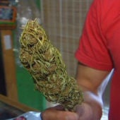 La Generalitat llevará ante el juez la plantación de cannabis en Rasquera