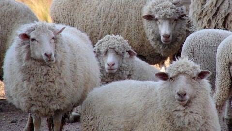 Un ganadero vallisoletano usa fotos de sementales para estimular a ovejas hembras