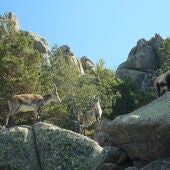 Cabras montesas en la Pedriza