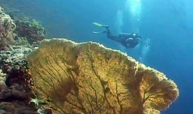 Los mejores destinos del mundo para hacer submarinismo Los mejores destinos del mundo para hacer submarinismo