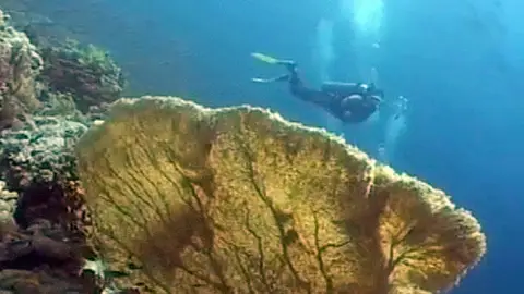 Un buzo haciendo submarinismo Un buzo haciendo submarinismo