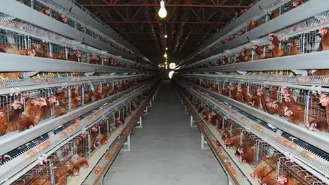 Gallinas Gallinas