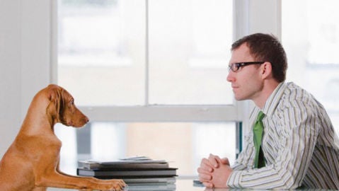 Perro en la oficina