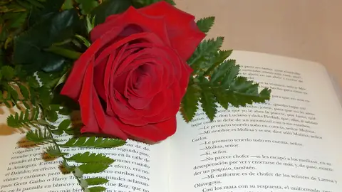 Una rosa y un libro en el Día de Sant Jordi Una rosa y un libro en el Día de Sant Jordi