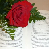 Una rosa y un libro en el Día de Sant Jordi Una rosa y un libro en el Día de Sant Jordi