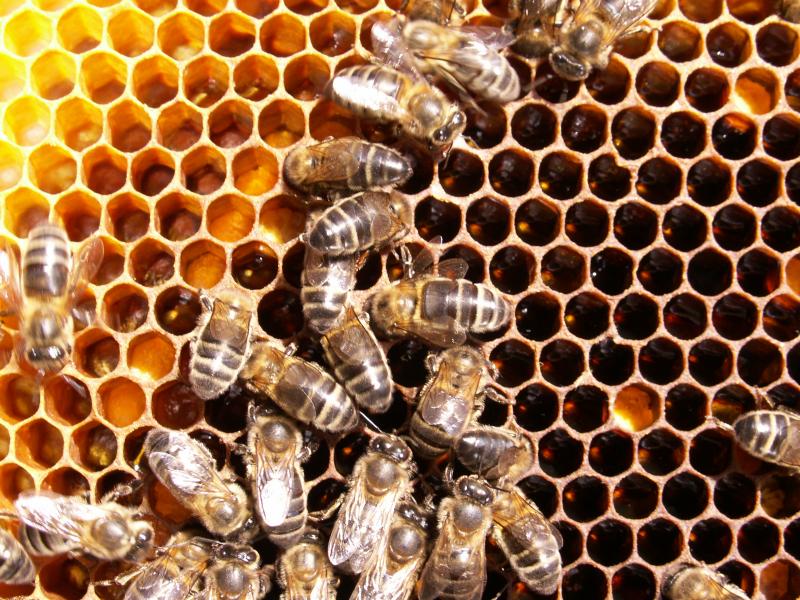 Las mejores llamadas de los fósforos 2011-2012: Que no hacer con un panal Las mejores llamadas de los fósforos 2011-2012: Que no hacer con un panal