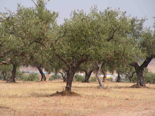 Buscan mano de obra en el campo Buscan mano de obra en el campo