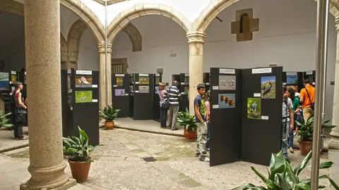 Festival de las Aves en Cáceres Festival de las Aves en Cáceres