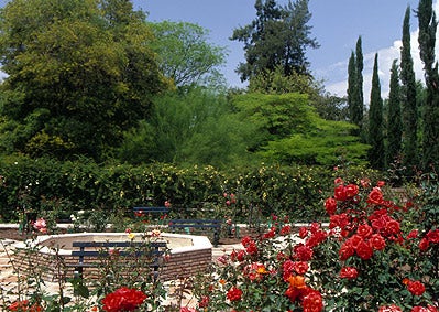 La ruda y otras plantas tóxicas para nuestras mascotas La ruda y otras plantas tóxicas para nuestras mascotas