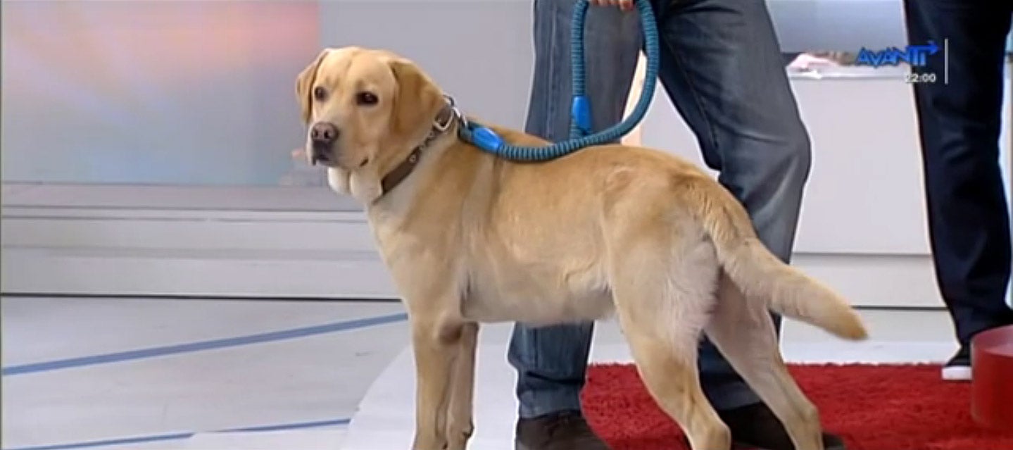 La Mesa de Redacción: ¿Viajas con tus mascotas? La Mesa de Redacción: ¿Viajas con tus mascotas?