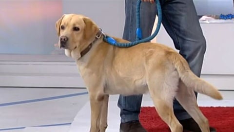 Mascota
