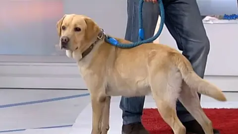Mascota Mascota