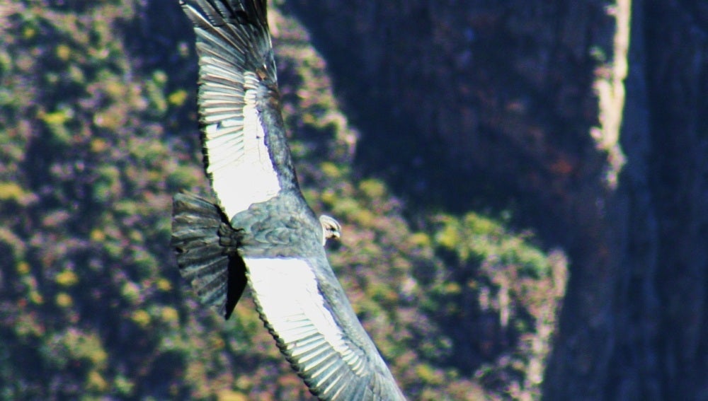 Un cóndor vuela en el valle del Colca. Foto: Marino Holgado