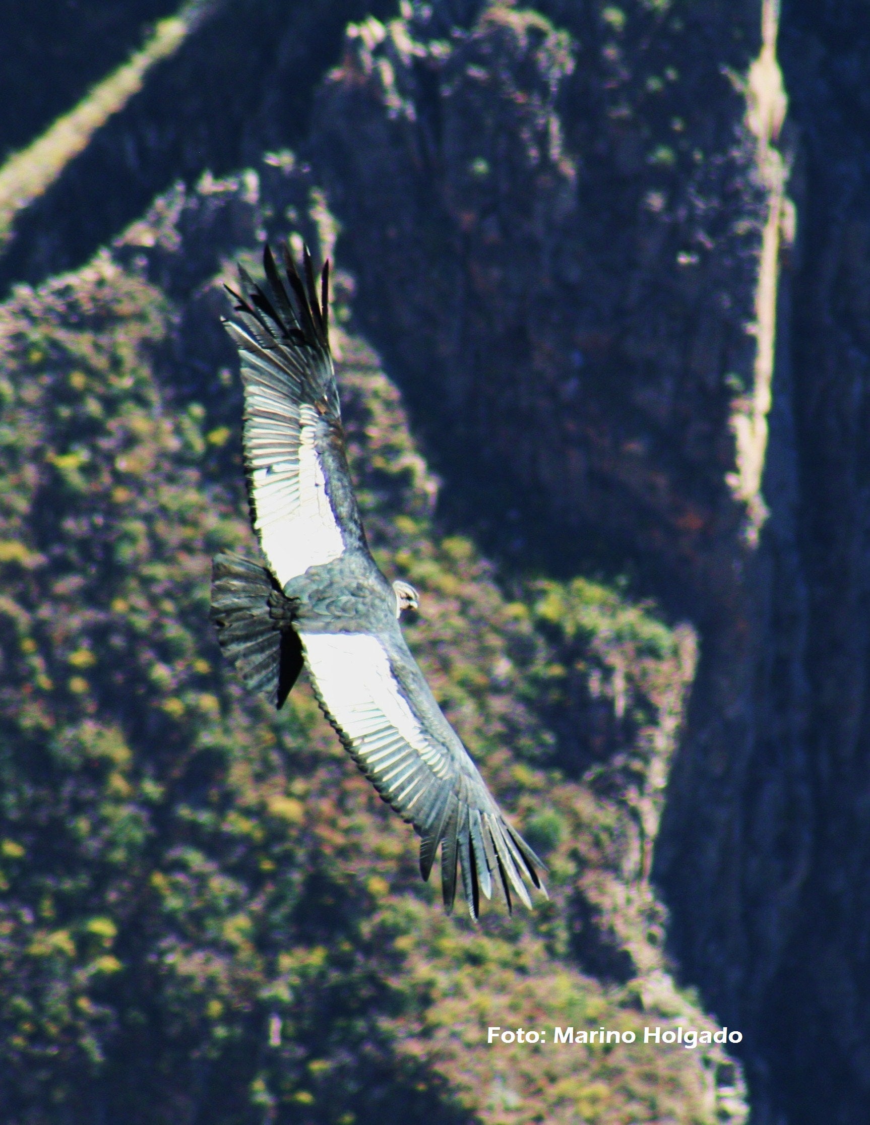 El cóndor amenazado por comer mamíferos contaminados El cóndor amenazado por comer mamíferos contaminados