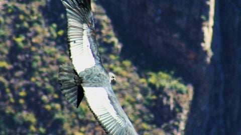 Un c&oacute;ndor vuela en el valle del Colca. Foto: Marino Holgado