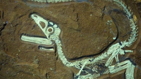Restos f&oacute;siles de un dinosaurio 