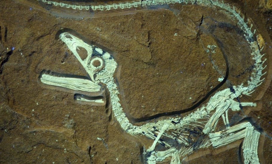 La Brújula de la ciencia: El parecido entre los dinosaurios y los pájaros episode artwork
