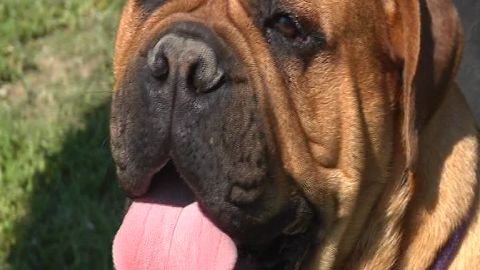 El bullmastiff