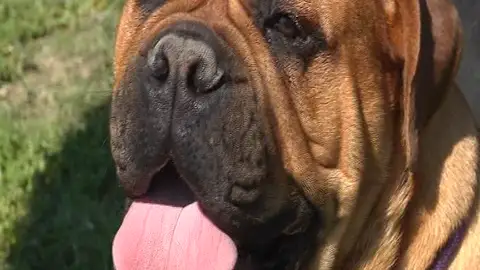 El bullmastiff El bullmastiff