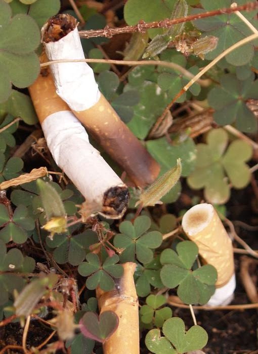 Husillos dice "adios" a las colillas de los cigarros Husillos dice "adios" a las colillas de los cigarros