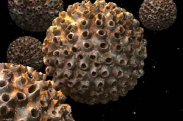 ¿Qué es el virus del papiloma humano y cómo puede afectarte? ¿Qué es el virus del papiloma humano y cómo puede afectarte?