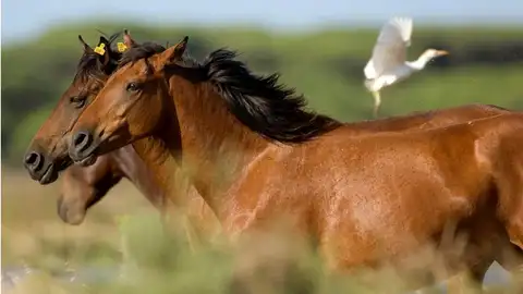 Ejemplares de caballos salvajes Retuertas, una de las razas de equinos más antigua de Europa. Ejemplares de caballos salvajes Retuertas, una de las razas de equinos más antigua de Europa.
