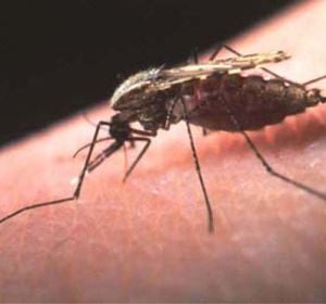 Mosquito de la malaria Mosquito de la malaria