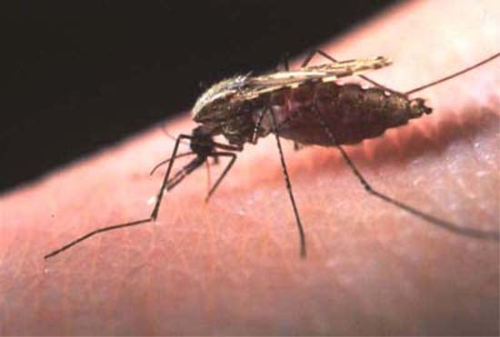 Un experimento de ingeniería genética logra erradicar los mosquitos de malaria Un experimento de ingeniería genética logra erradicar los mosquitos de malaria