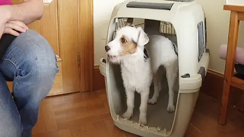 Cómo educar a tu perro Cómo educar a tu perro