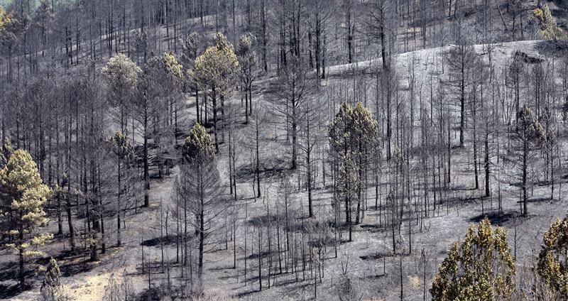 La mesa de redacción: 'Han ardido hectáreas de bosque correspondientes a 315.000 campos de fútbol' La mesa de redacción: 'Han ardido hectáreas de bosque correspondientes a 315.000 campos de fútbol'