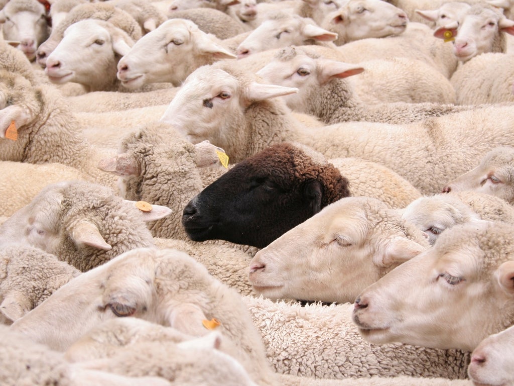 Al matadero ovejas y cabras, jóvenes y sanas, porque los ganaderos no pueden alimentarlas Al matadero ovejas y cabras, jóvenes y sanas, porque los ganaderos no pueden alimentarlas