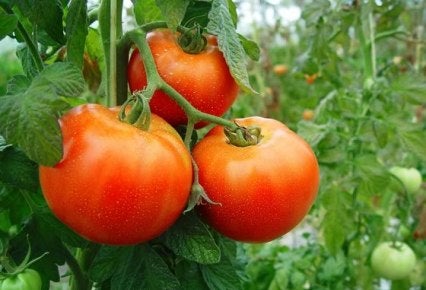 UPA UCE pide a las cooperativas que reduzcan la contratación de tomate a la industria UPA UCE pide a las cooperativas que reduzcan la contratación de tomate a la industria